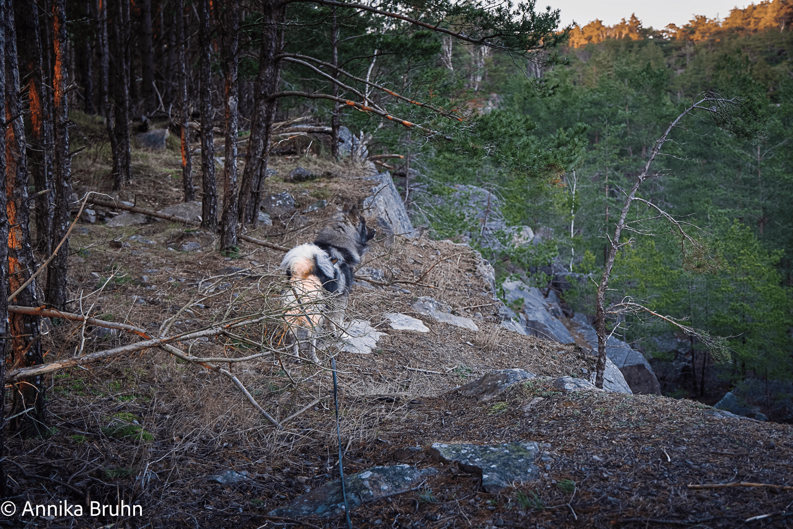 Q mit Blick auf den Bolagsbrottet